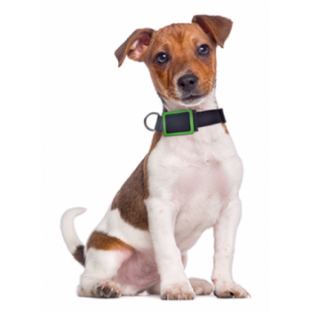 MIPOW - Weenect Pets - Collier Tracker Animaux + 1 Mois Abo Inclus
